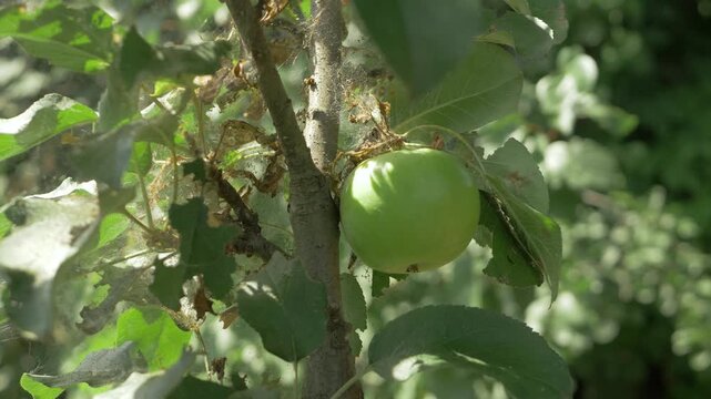 Infestation on apple tree. Green fruit contrasts with damaged leaves, cobwebs, and caterpillars. Orchard faces untreated pest problem. Sunny day highlights impact on fruit yield
