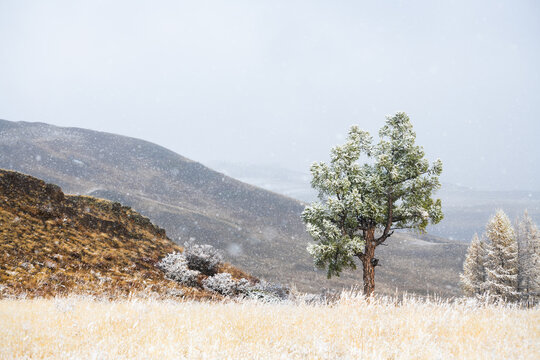 Snow-covered trees in the mountains during snowfall. Kurai steppe, Altai mountains, Siberia, Russia.