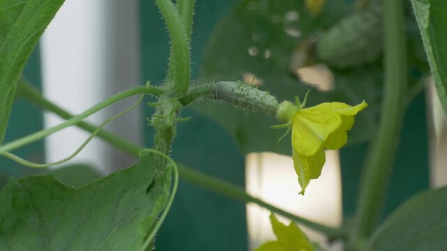 Cucumber with flower develops in greenhouse conditions under wide leaves. Organic farm focused on vegetable growth. Concept of natural harvest, healthy diet, agriculture and nutrition