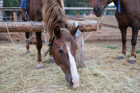 Brown horse lowered head eating dry hay from ground near wooden fence corral in outdoor ranch paddock daytime shot