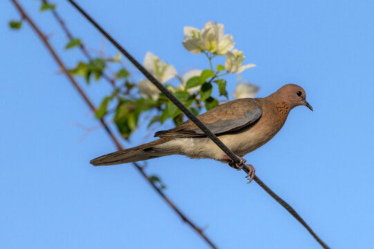 View of a laughing dove perched on a wire with white bougainvillea flowers in the background in Multan, Punjab, Pakistan.