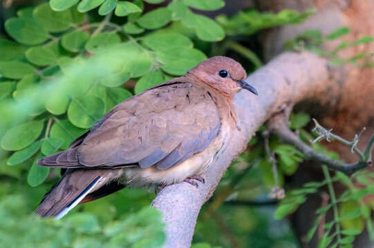 View of a laughing dove perched on a tree branch surrounded by green leaves in Multan, Punjab, Pakistan.
