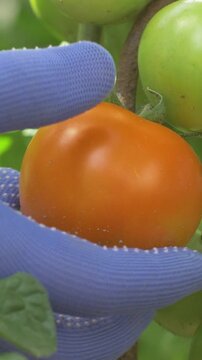 Worker carefully selects tomato for harvest, cutting it from dense foliage. Organic farm follows responsible growing practices, offering seasonal produce cultivated without synthetic fertilizers