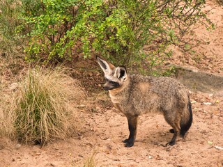 Fototapeta premium Photo of a bat-eared fox standing on sandy ground next to dry grass and green bushes.