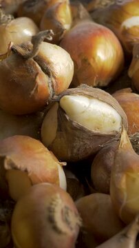 Worker gloved hand presents harvested tulip bulbs carefully placed in wooden crate. Every bulb holds promise for vibrant blooms. Thoughtful care brings flowers and beauty to gardens in future seasons