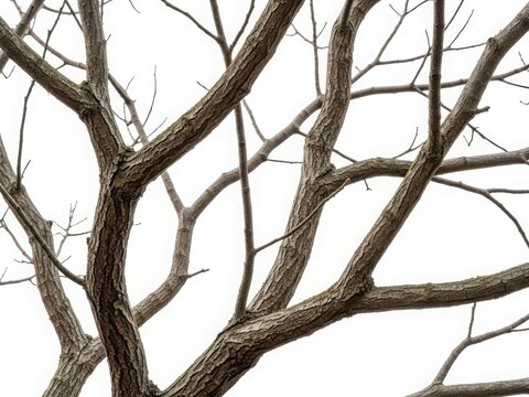A close up view of leafless tree branches against a white sky