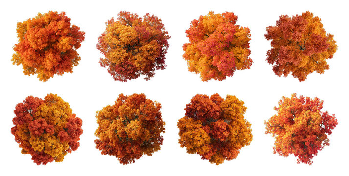 PNG Vibrant autumn trees in various shades of orange and red on transparent background