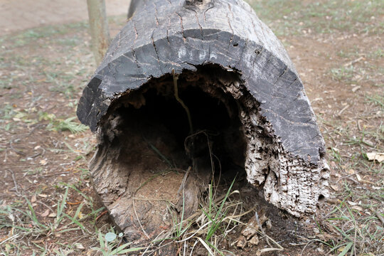 The Lines and Patterns on a tree that was cut down