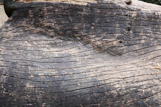 The Lines and Patterns on a tree that was cut down