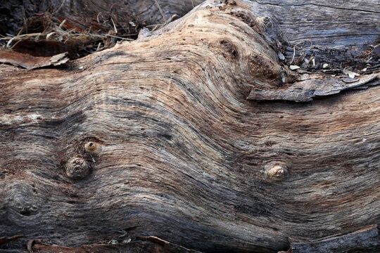 The Lines and Patterns on a tree that was cut down