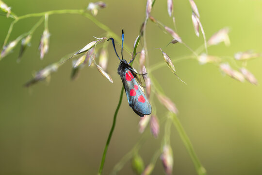 Five spot burnet moth on grass stem in beautiful early morning light