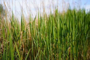Obraz premium green grass in the wind