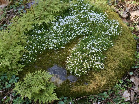 Miyagi spring recovery meadow mossy stone with flowers