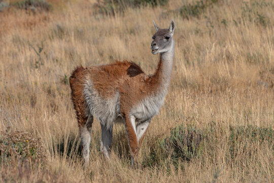 Guanaco (Lama guanicoe) in tall grass. Torres del Paine, Patagonian Landscape, Chili       