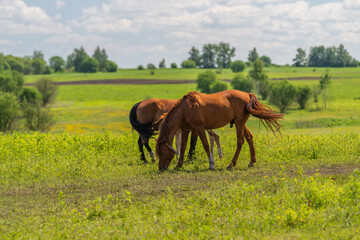 Obraz premium Two brown horses grazing in a sunlit green meadow