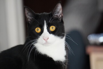 Tuxedo Cat © Zak