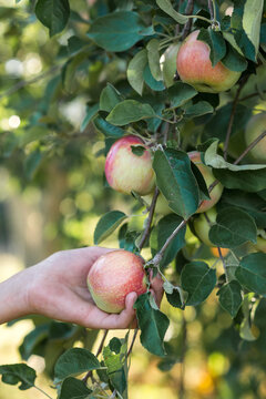 hand picking fresh red apple in the garden