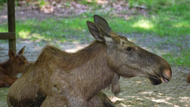 The moose or elk, Alces alces is the largest extant species in the deer family. Moose are distinguished by the broad, flat, or palmate antlers of the males.
