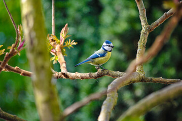 blue tit sitting on a branch © Walter