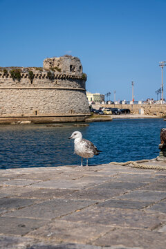 Seagull posing in front of the Rivellino, eastern bastion of the historic castle of Gallipoli, Salento, Puglia, Italy.