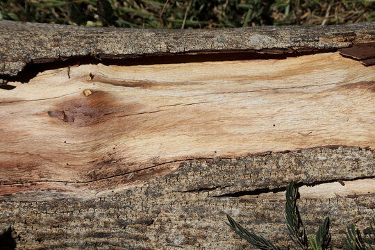 The Lines Rings and Patterns on a tree that was cut down