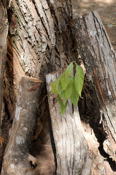 The Lines Rings and Patterns on a tree that was cut down