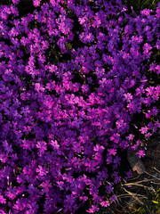 Fototapeta premium Vibrant Purple Flowers in Full Bloom