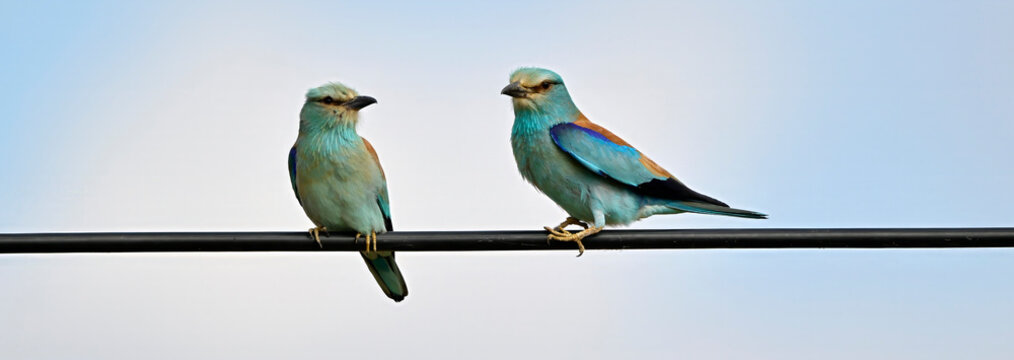European roller // Blauracke (Coracias garrulus) - Extremadura, Spanien
