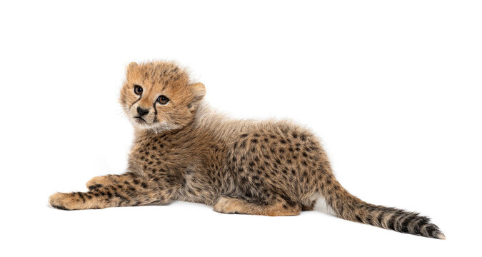 Adorable two month old northeast african cheetah cub lying