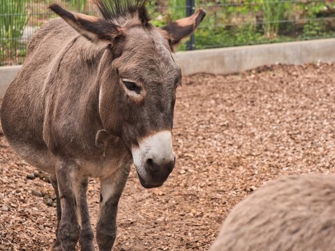 Photo of a domestic grey donkey standing in an outdoor enclosure with wood chips ground.