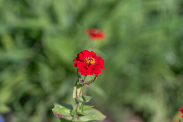 Obraz premium Single red flower on slender green stem with soft blurred garden background and natural daylight
