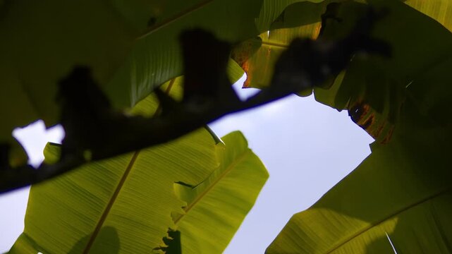 Looking up at large green leaves and a branch silhouetted against the sky
