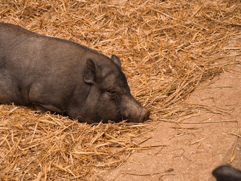 Photo of a black pot-bellied pig lying down and resting peacefully on dry straw bedding.