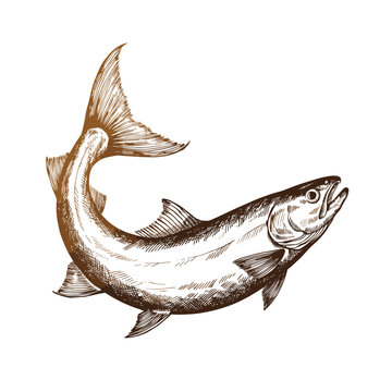 Hand drawn vintage fish tail and body sketch in brown ink on white