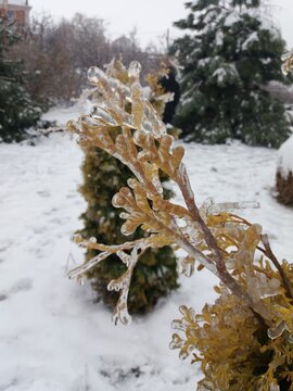 Close Up of Tree Branch Covered With Clear Glaze Ice After Freezing Rain