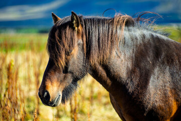 Profile close up of brown Icelandic horse with long thick mane standing in mountain pasture © Oleksandr Kashcheiev