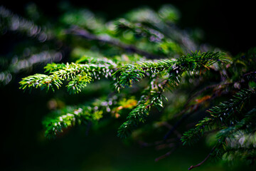 Macro close up of sunlit green spruce tree branches with needles against dark forest bokeh © Oleksandr Kashcheiev