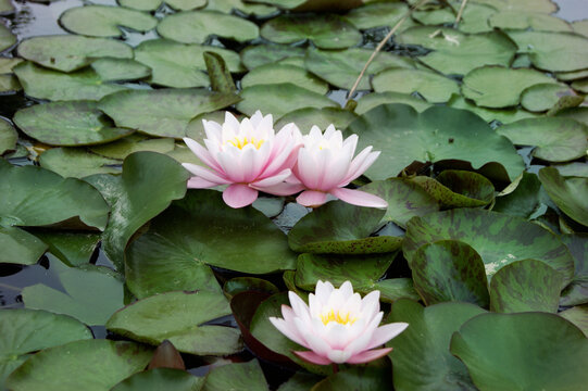 Pink and white water lilies blooming among dense green lily pads on a calm pond, creating a peaceful botanical nature scene.