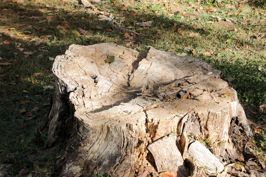 The Lines Rings and Patterns on a tree Stump that was cut down