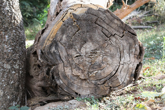 The Lines Rings and Patterns on a tree Stump that was cut down