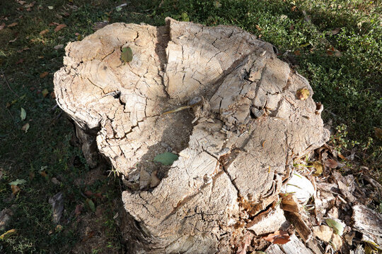 The Lines Rings and Patterns on a tree Stump that was cut down
