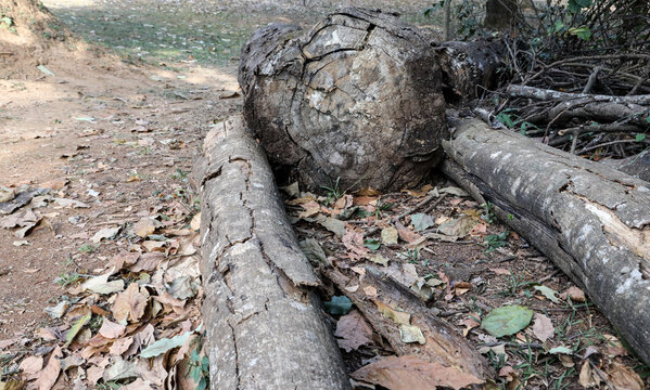 The Lines Rings and Patterns on a tree Stump that was cut down