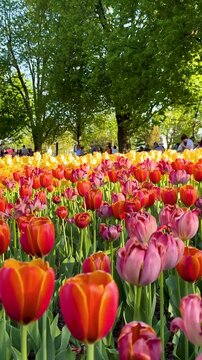 Tulip Field in Spring with Human Hand Picking Flower,Close-Up of Hand Touching Red Tulip in Blooming Garden,Hand Picking Tulip in Flower Garden1