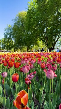 Tulip Field in Spring with Human Hand Picking Flower,Close-Up of Hand Touching Red Tulip in Blooming Garden,Hand Picking Tulip in Flower Garden1