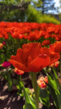 Tulip Field in Spring with Human Hand Picking Flower,Close-Up of Hand Touching Red Tulip in Blooming Garden,Hand Picking Tulip in Flower Garden1
