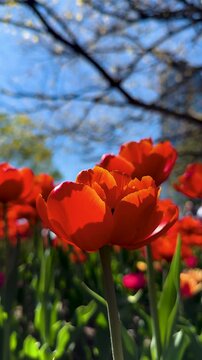 Tulip Field in Spring with Human Hand Picking Flower,Close-Up of Hand Touching Red Tulip in Blooming Garden,Hand Picking Tulip in Flower Garden1