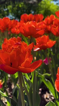 Tulip Field in Spring with Human Hand Picking Flower,Close-Up of Hand Touching Red Tulip in Blooming Garden,Hand Picking Tulip in Flower Garden1