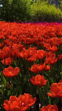 Tulip Field in Spring with Human Hand Picking Flower,Close-Up of Hand Touching Red Tulip in Blooming Garden,Hand Picking Tulip in Flower Garden1