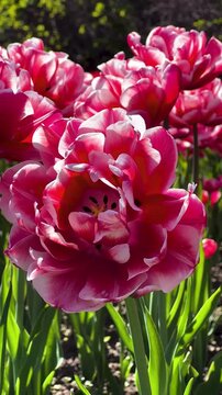 Tulip Field in Spring with Human Hand Picking Flower,Close-Up of Hand Touching Red Tulip in Blooming Garden,Hand Picking Tulip in Flower Garden1