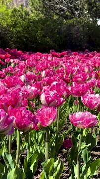 Tulip Field in Spring with Human Hand Picking Flower,Close-Up of Hand Touching Red Tulip in Blooming Garden,Hand Picking Tulip in Flower Garden1